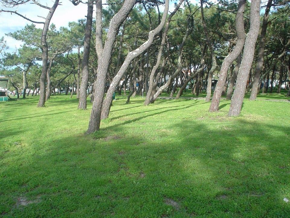 Parque De Campismo Da Praia Da Barra Gafanha da Nazaré エクステリア 写真